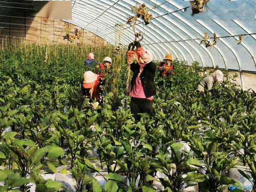 甘州区优势农产品借力“一带一路” 开辟向西向南海外蔬菜市场新蓝海