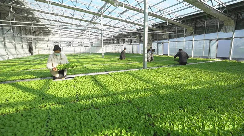 科技赋能助推青岛莱西现代农业发展“加速跑” 蔬菜产业焕新颜